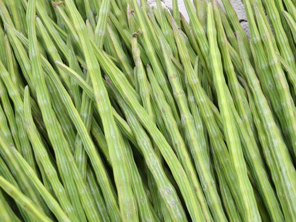 Drumstick RJ Sharvil